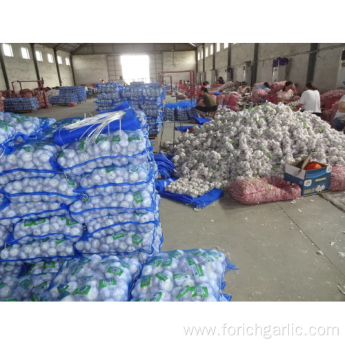 Export Standard Normal White Garlic Price